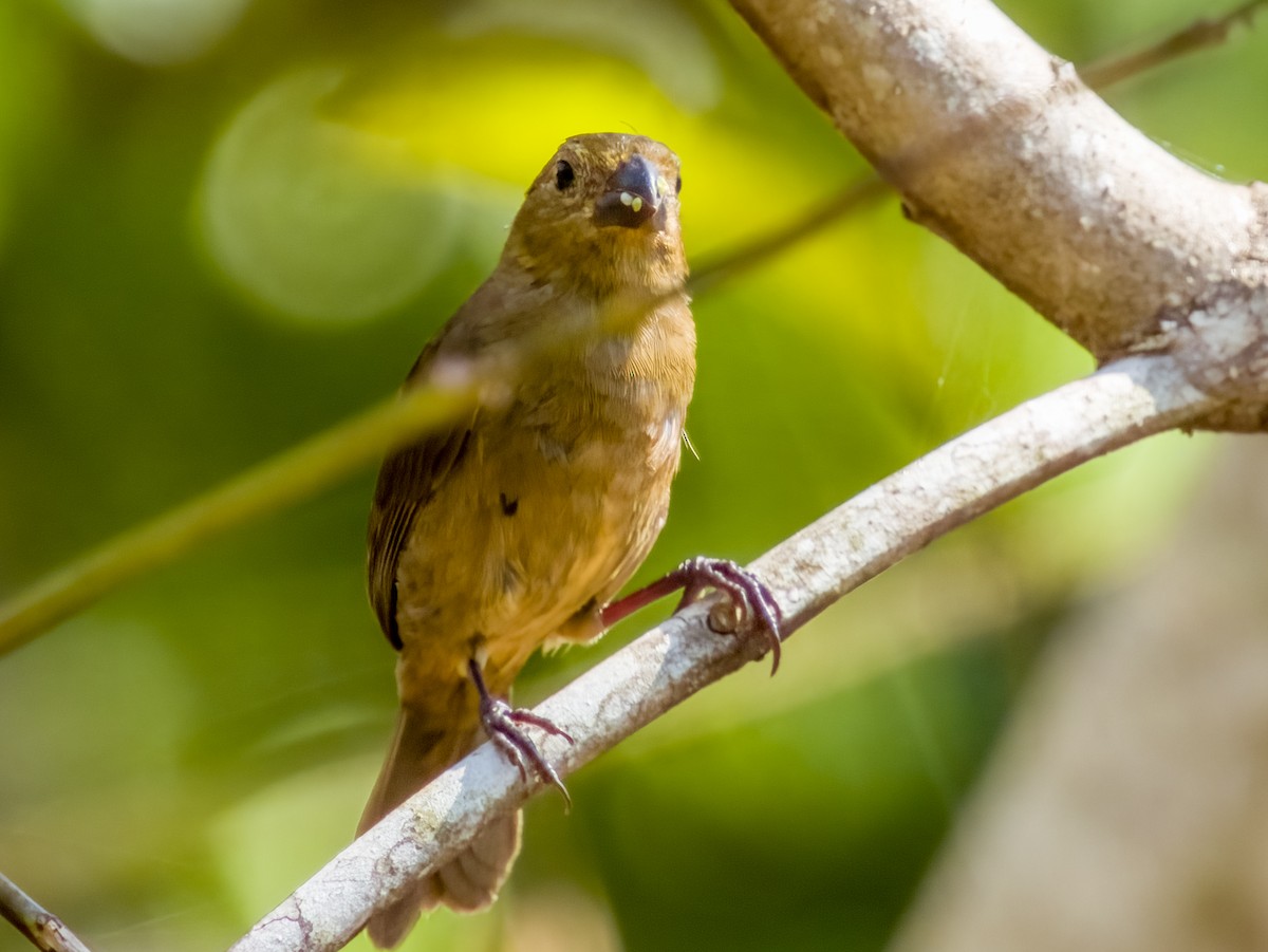 Thick-billed Seed-Finch - ML619384915