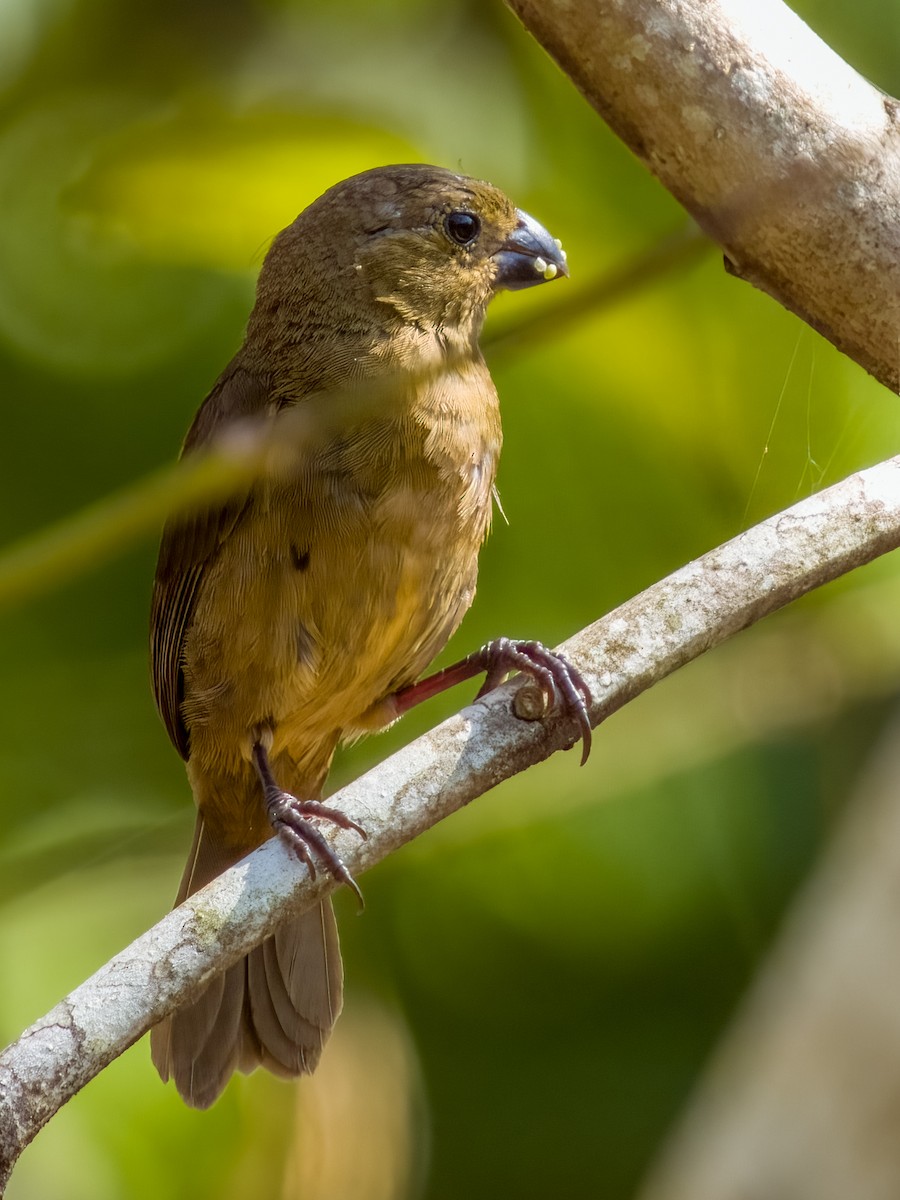 Thick-billed Seed-Finch - ML619384916