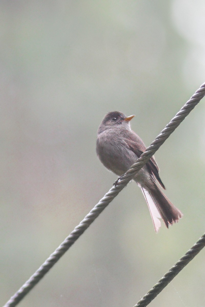 Southern Tropical Pewee - ML619384924