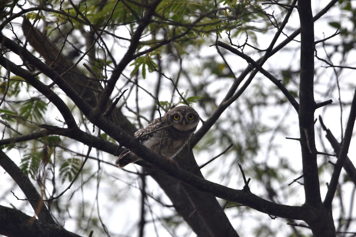 Spotted Owlet - ML619384942