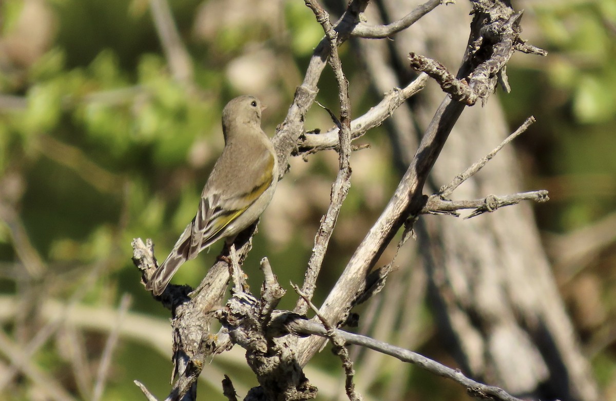 Lawrence's Goldfinch - ML619384950