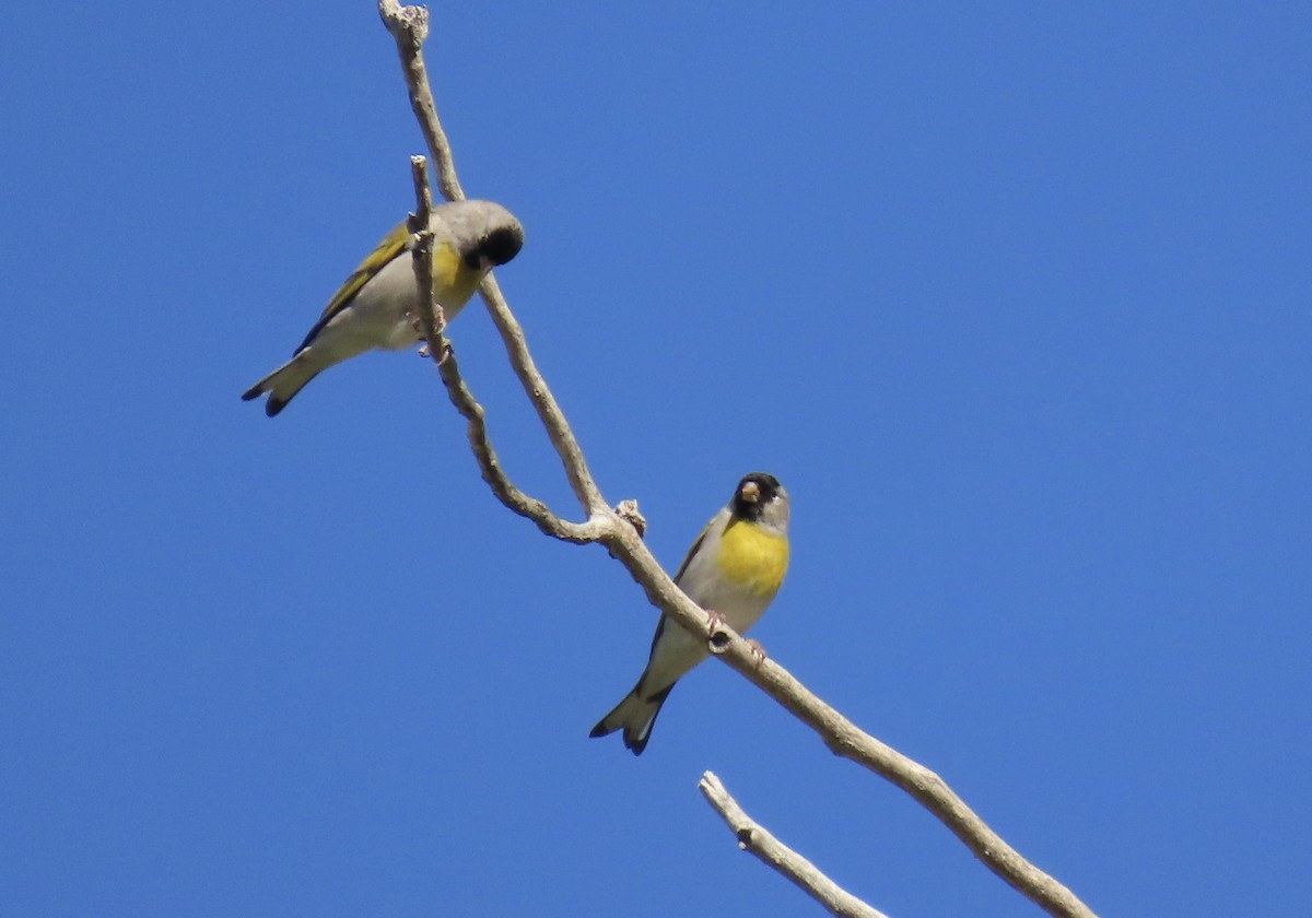 Lawrence's Goldfinch - ML619384952