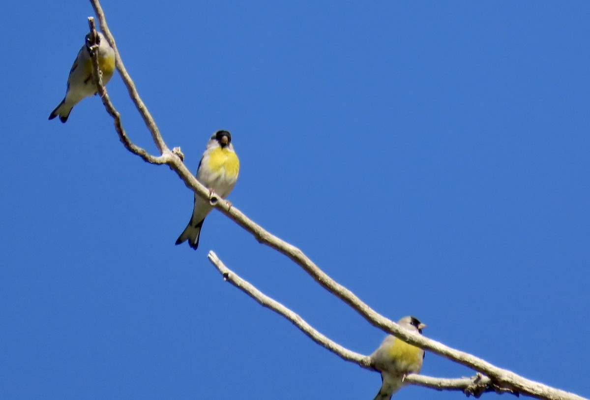 Lawrence's Goldfinch - ML619384956