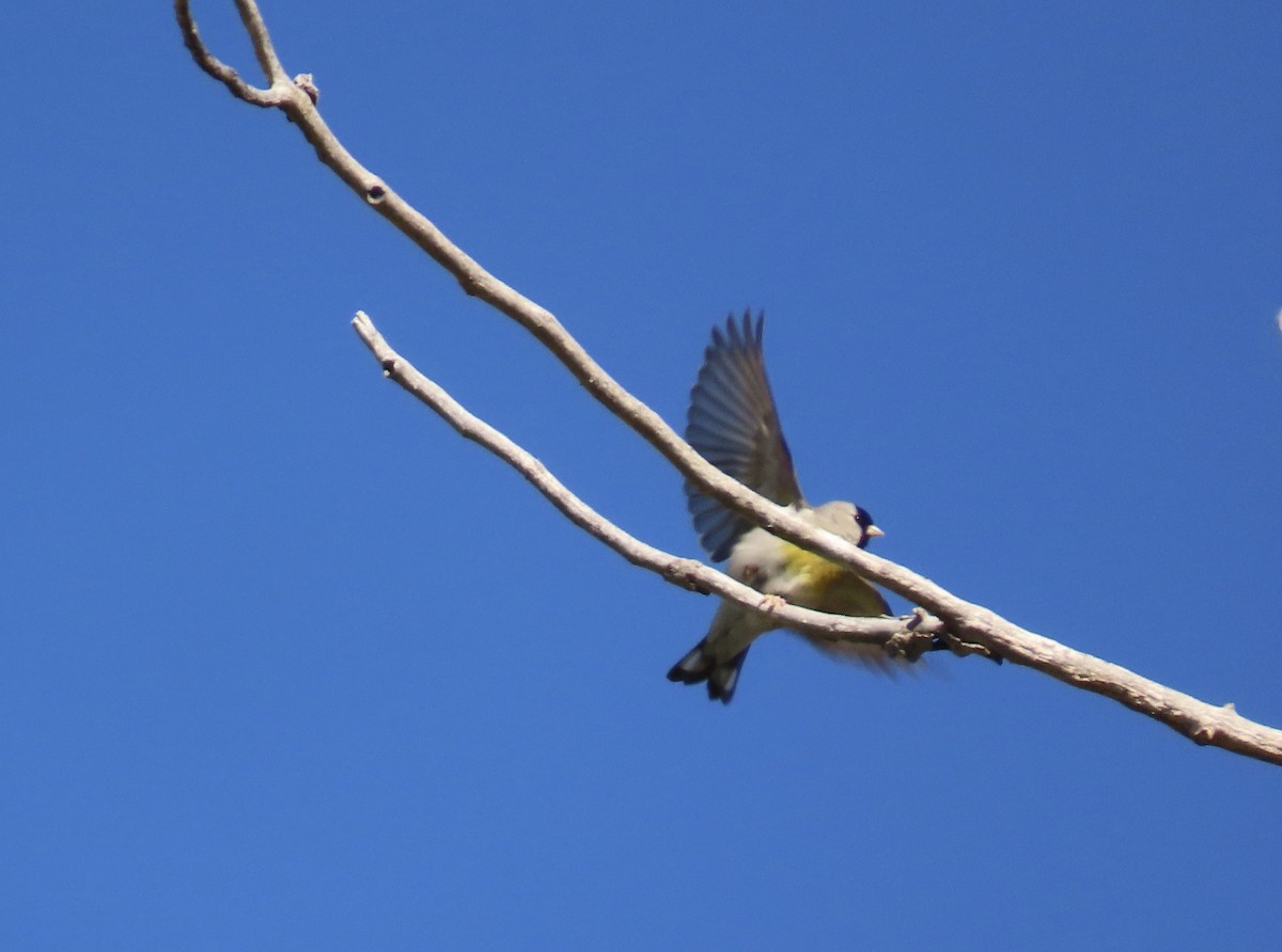 Lawrence's Goldfinch - ML619384957