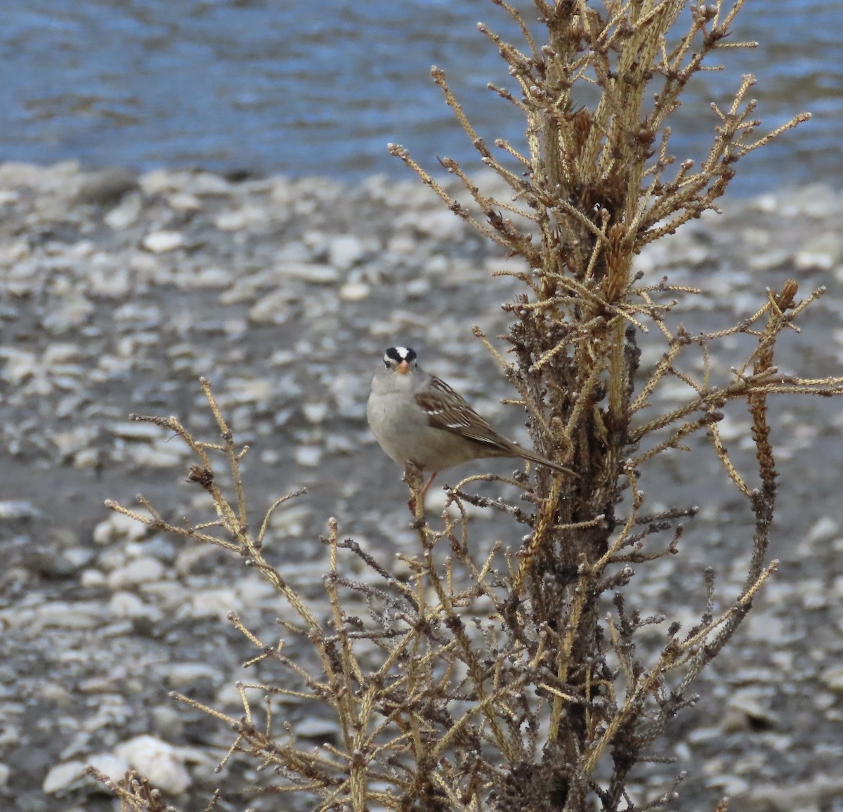 White-crowned Sparrow - ML619384959
