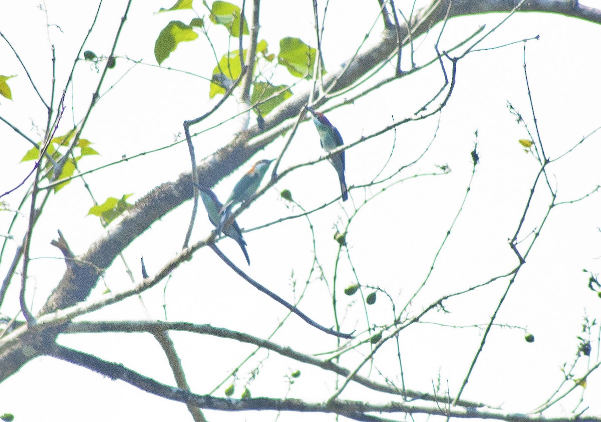 Rufous-crowned Bee-eater - ML619385015