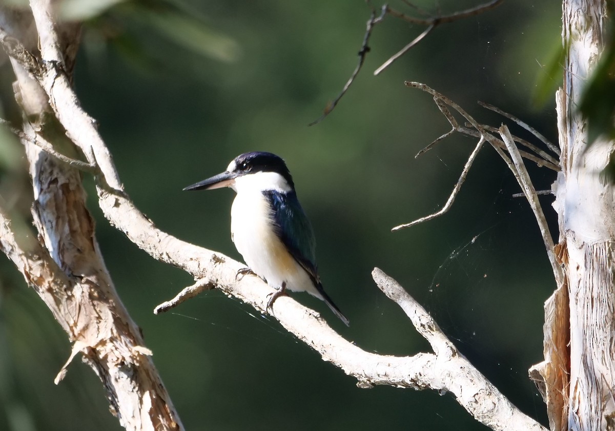 Forest Kingfisher - ML619385031
