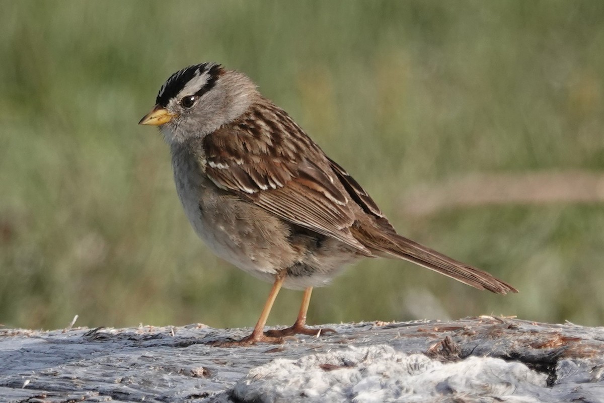 White-crowned Sparrow - ML619385181
