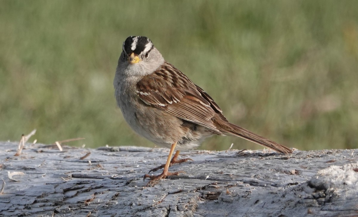White-crowned Sparrow - ML619385182