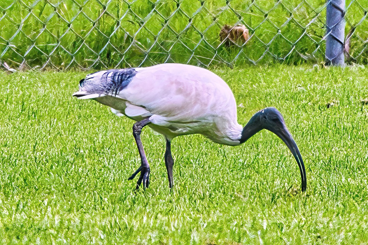 ibis australský - ML619385188