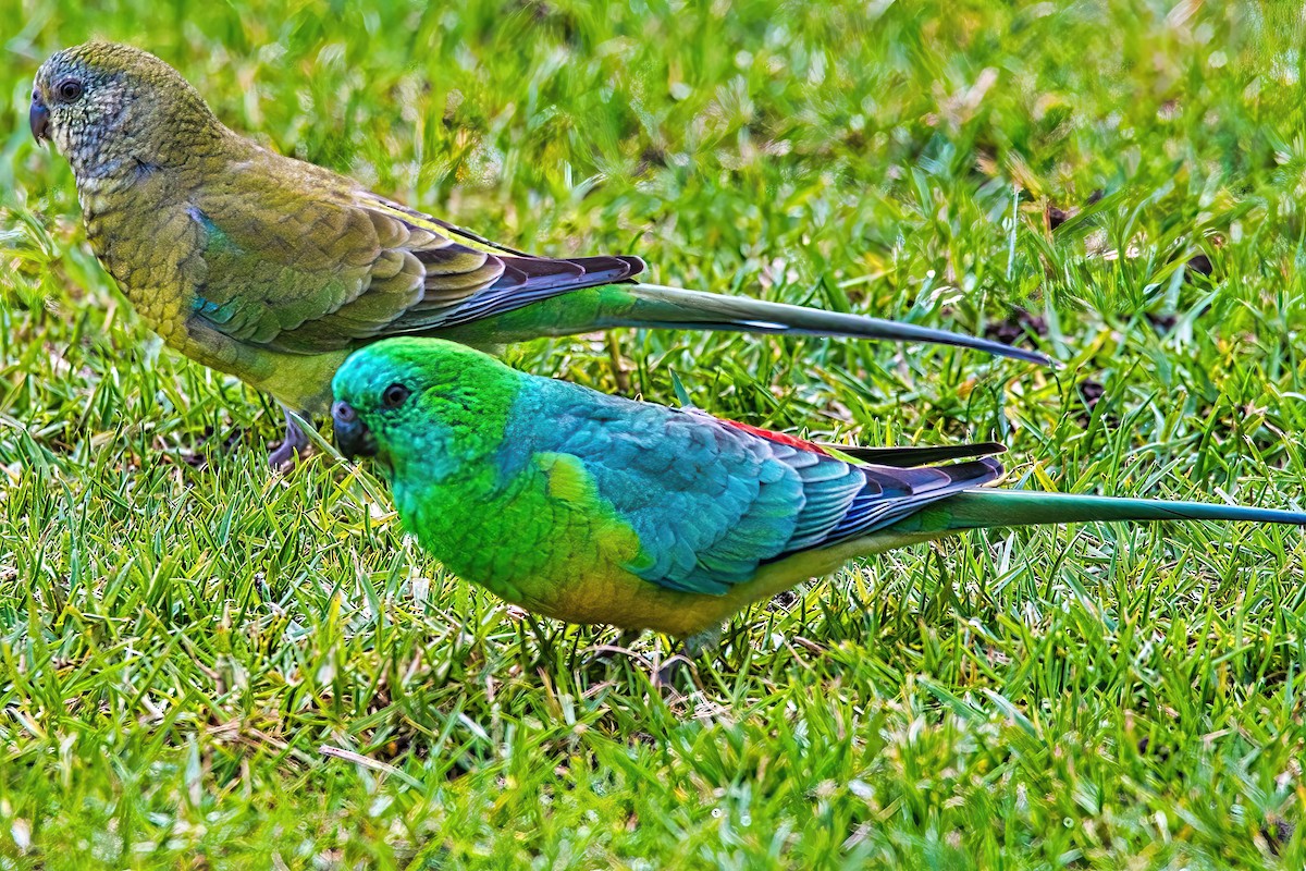 Red-rumped Parrot - ML619385190
