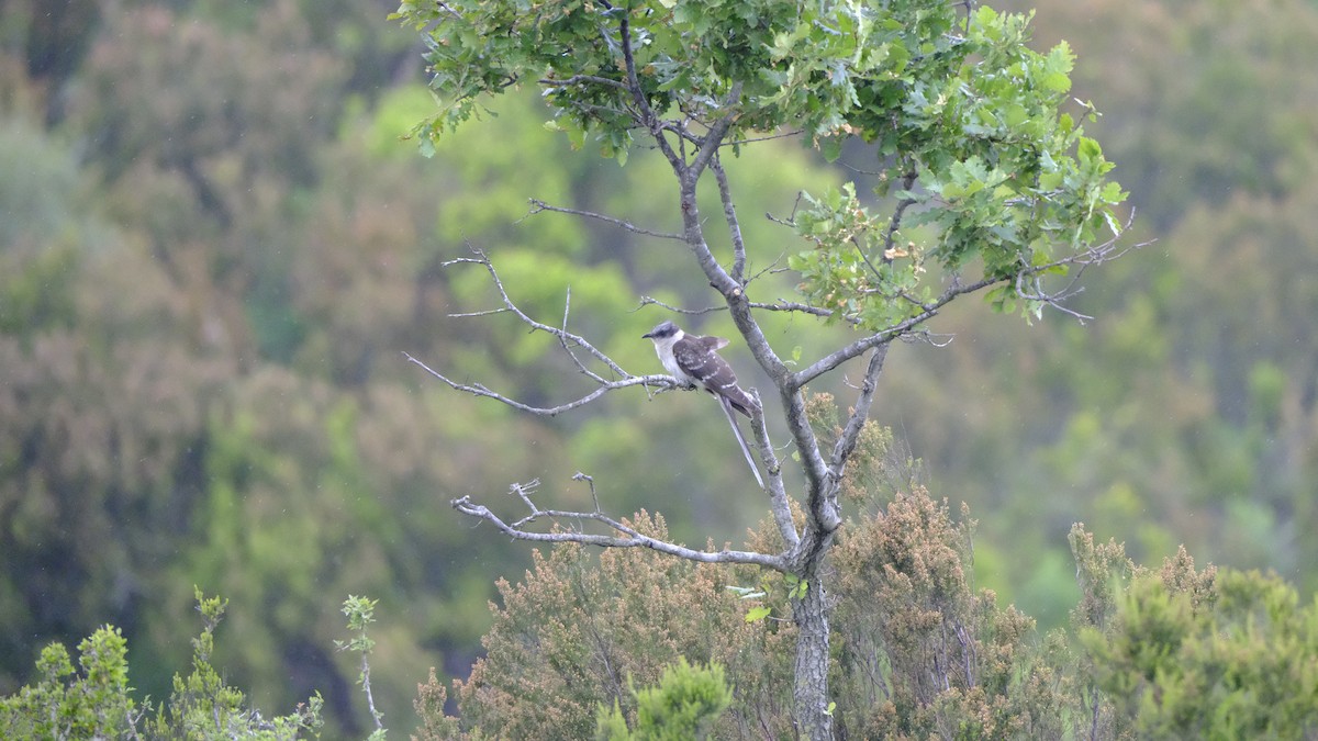 Great Spotted Cuckoo - ML619385210