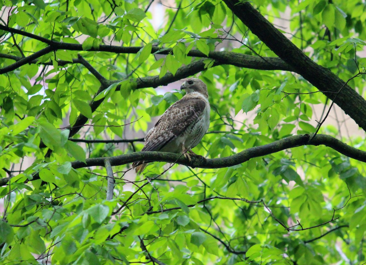 Red-tailed Hawk - ML619385213
