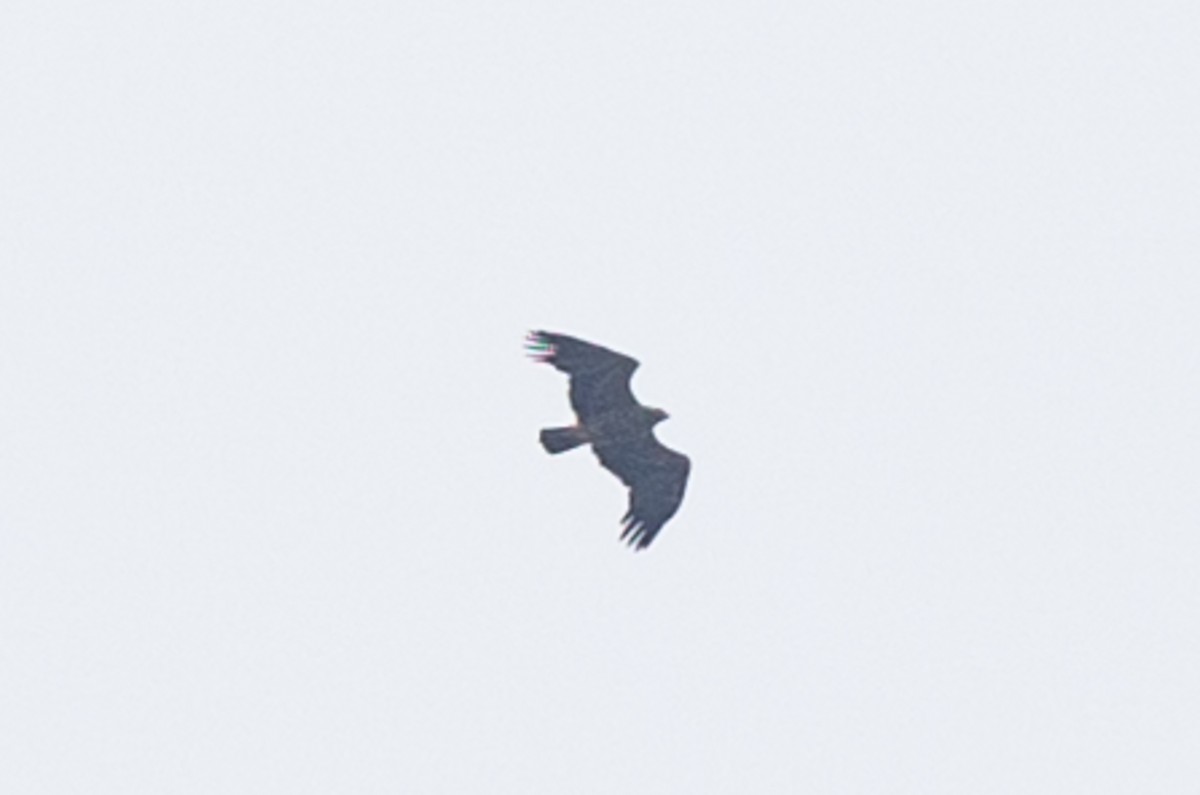 Lesser Spotted Eagle - ML619385221