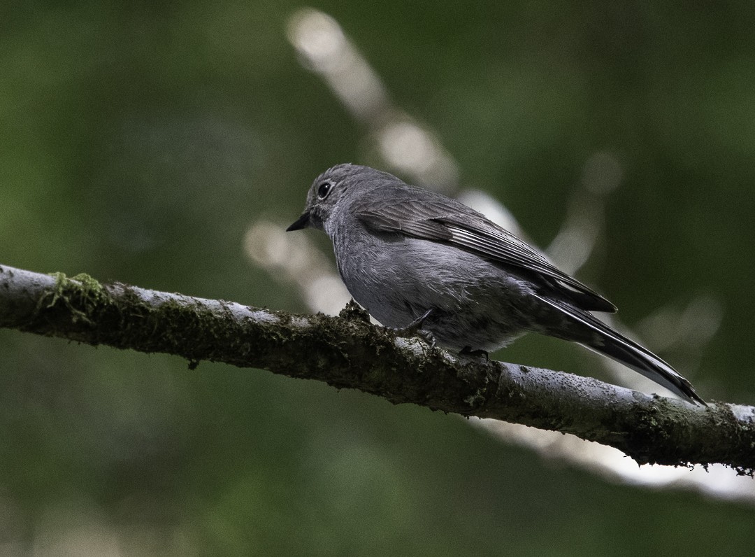 Townsend's Solitaire - ML619385230