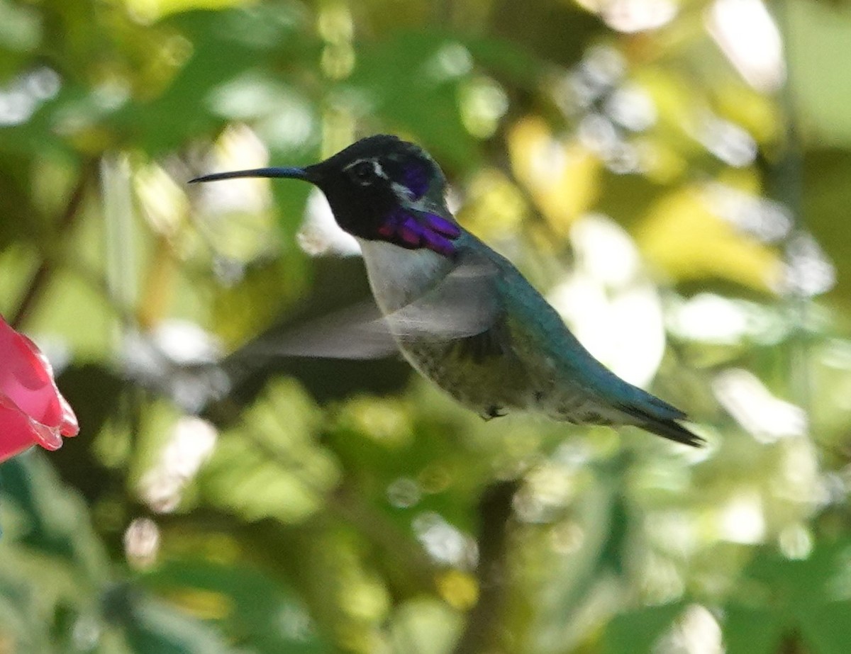 Costa's Hummingbird - ML619385273