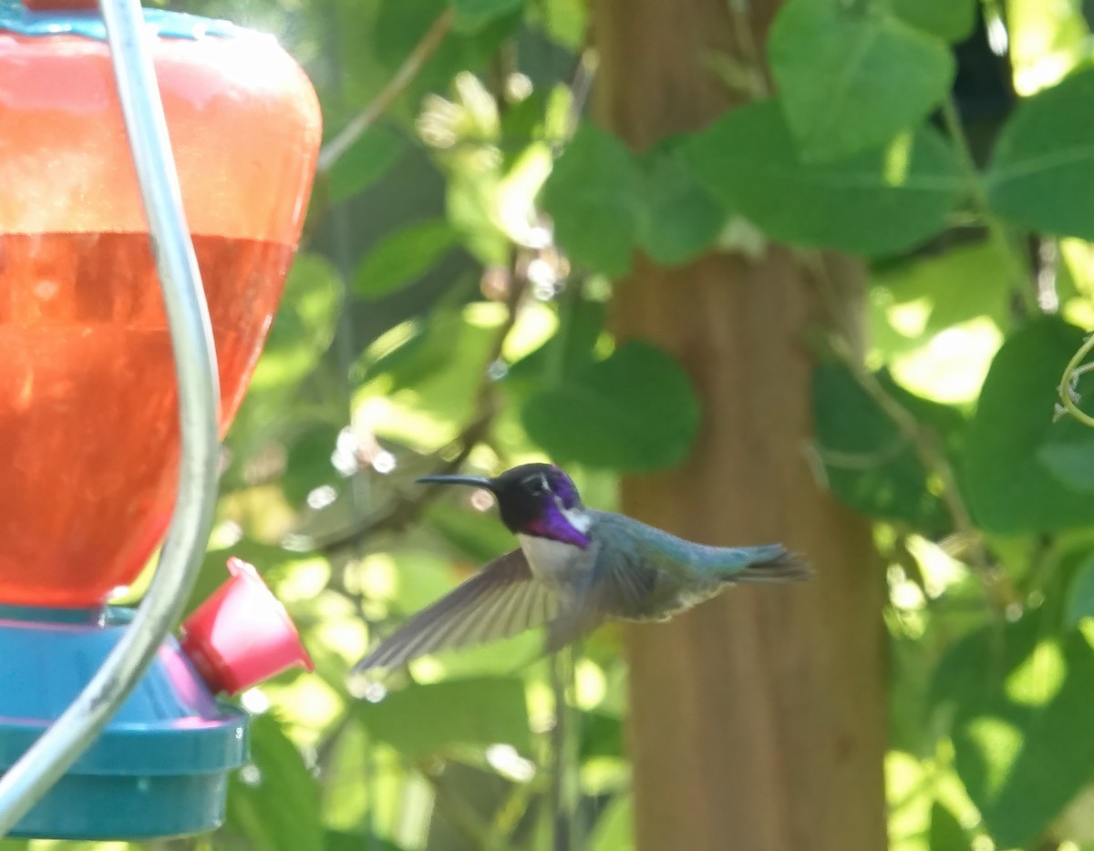 Costa's Hummingbird - ML619385281