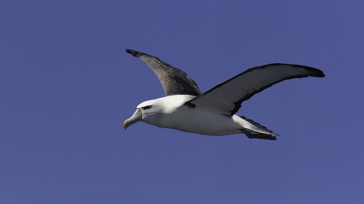 White-capped Albatross (steadi) - ML619385282
