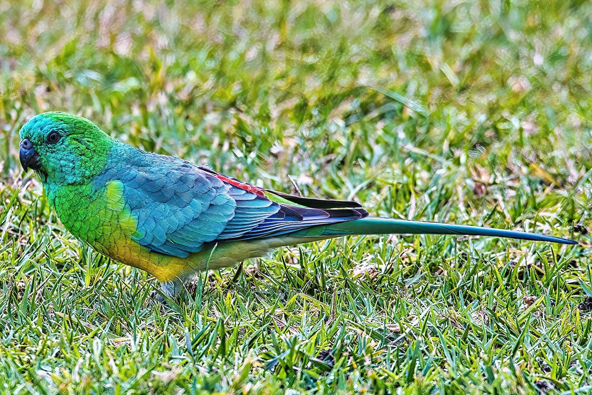 Red-rumped Parrot - ML619385289