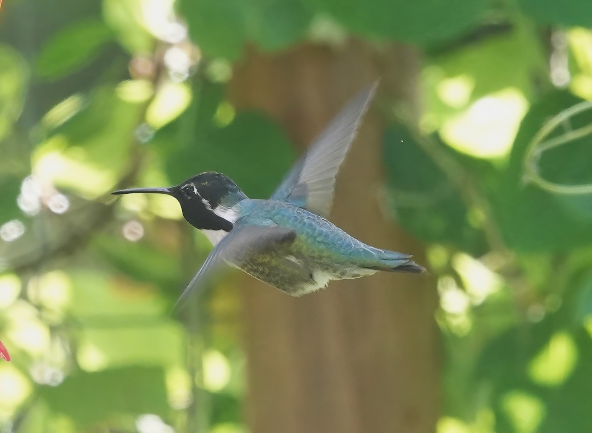 Costa's Hummingbird - ML619385293