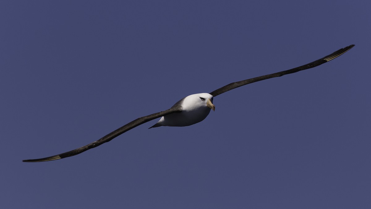 Black-browed Albatross (Campbell) - ML619385332