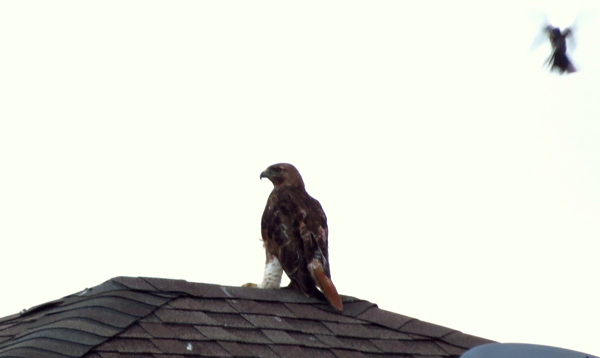 Red-tailed Hawk - ML619385350