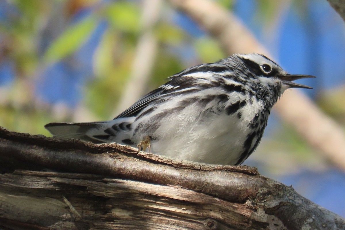 Black-and-white Warbler - ML619385354