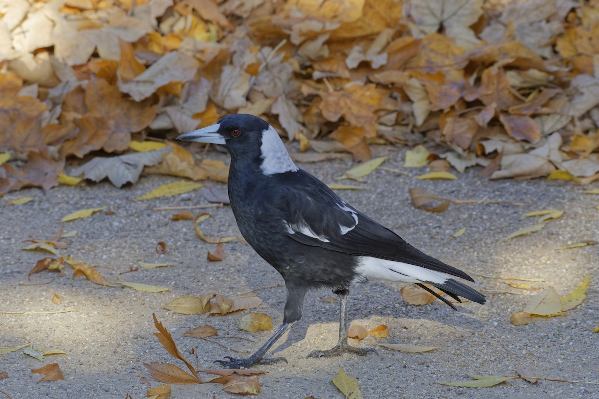 Australian Magpie (Black-backed) - ML619385374