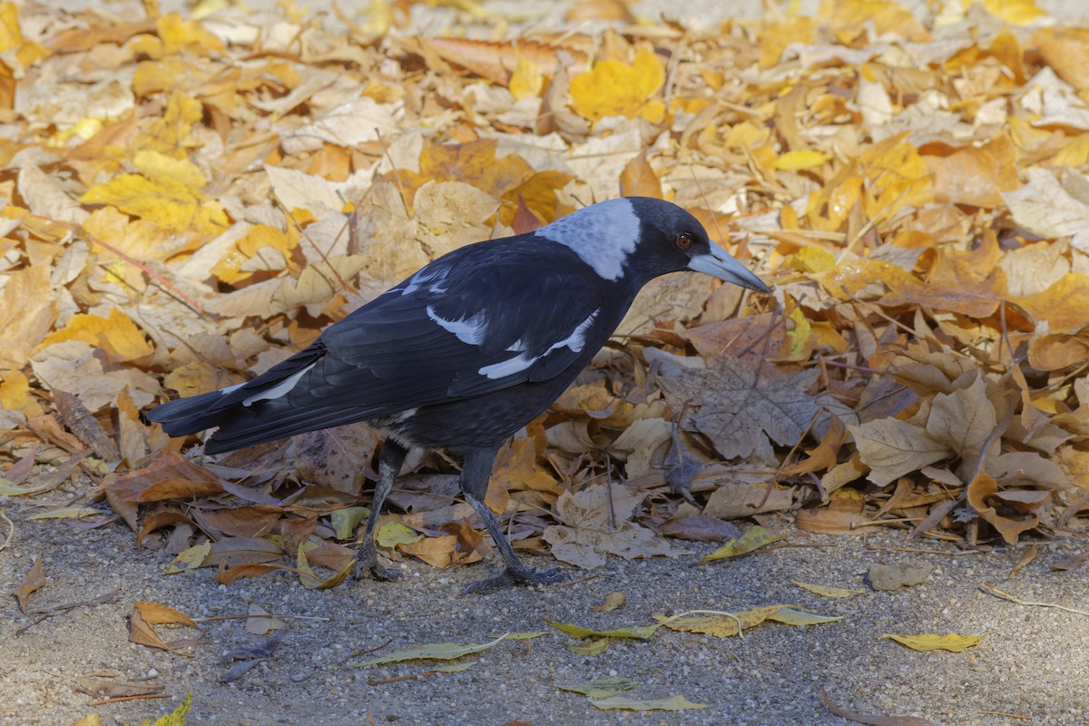 Australian Magpie (Black-backed) - ML619385375