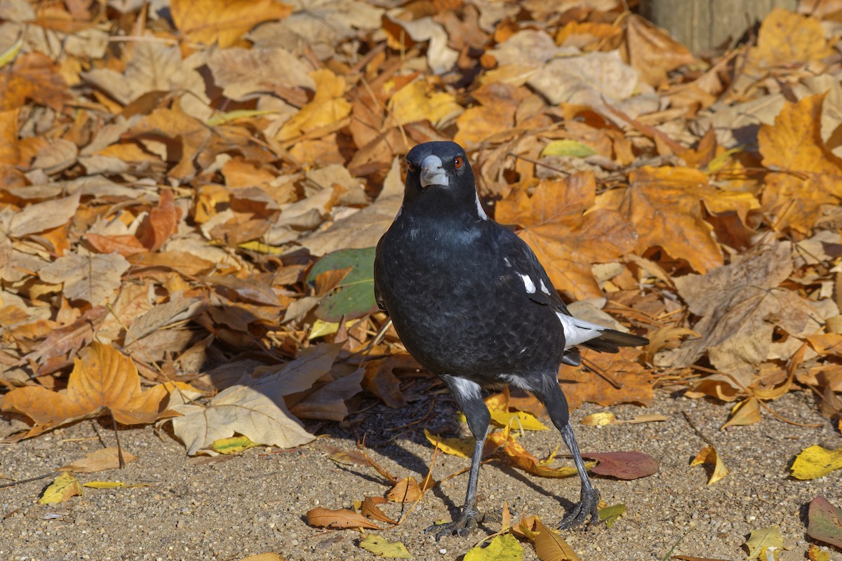 Australian Magpie (Black-backed) - ML619385376