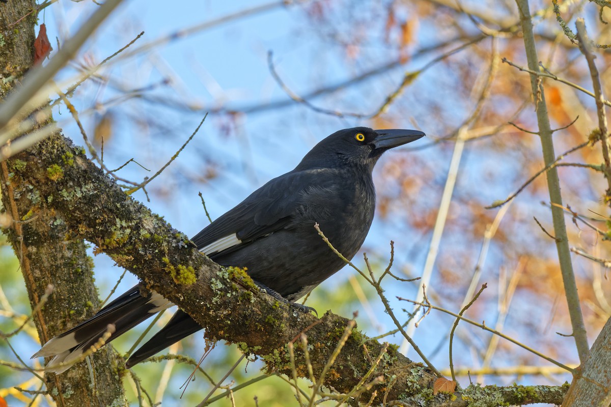 Pied Currawong - ML619385382