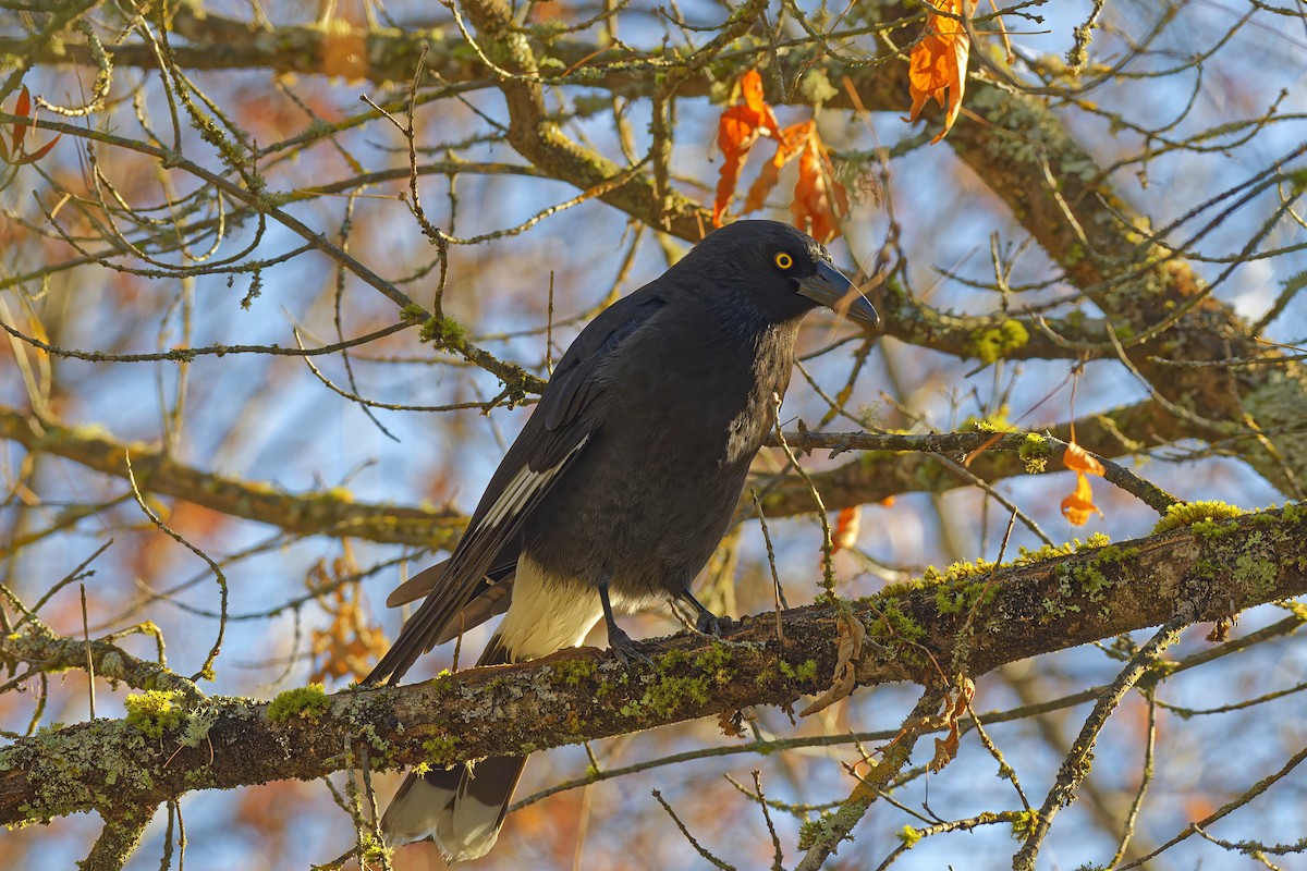 Pied Currawong - ML619385383