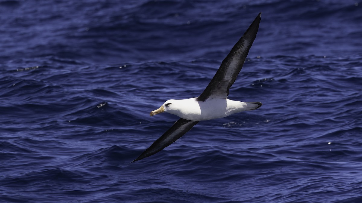 Albatros à sourcils noirs (impavida) - ML619385388