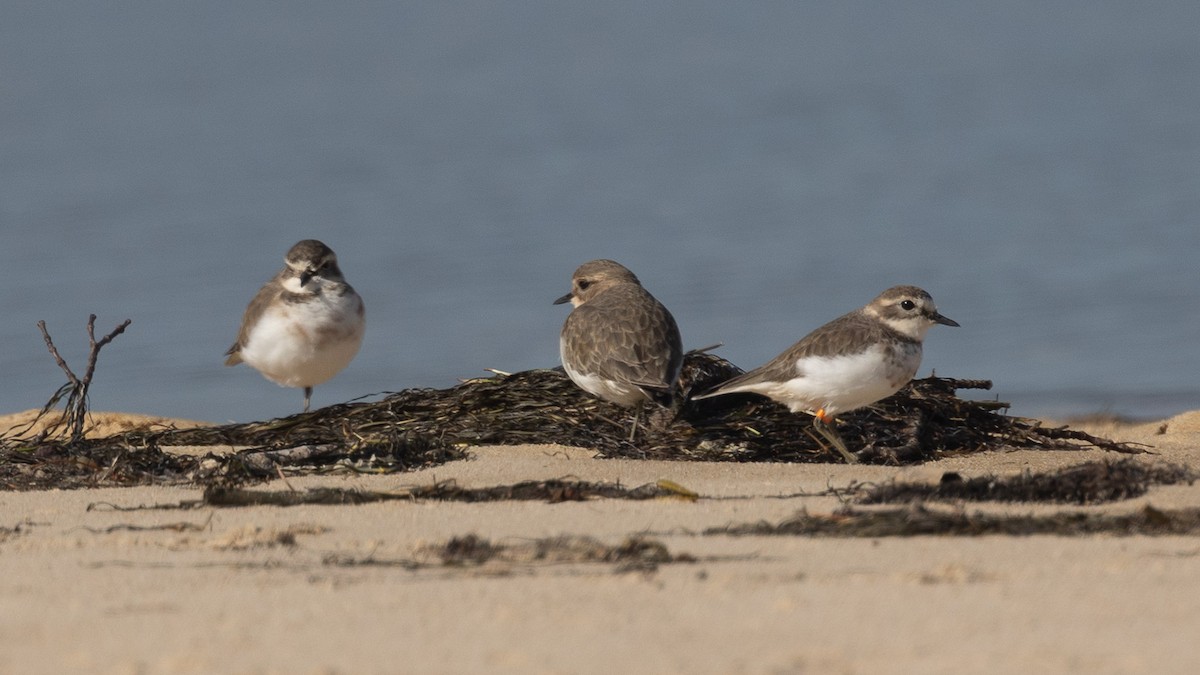 Double-banded Plover - ML619385391