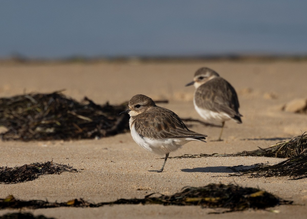 Double-banded Plover - ML619385392