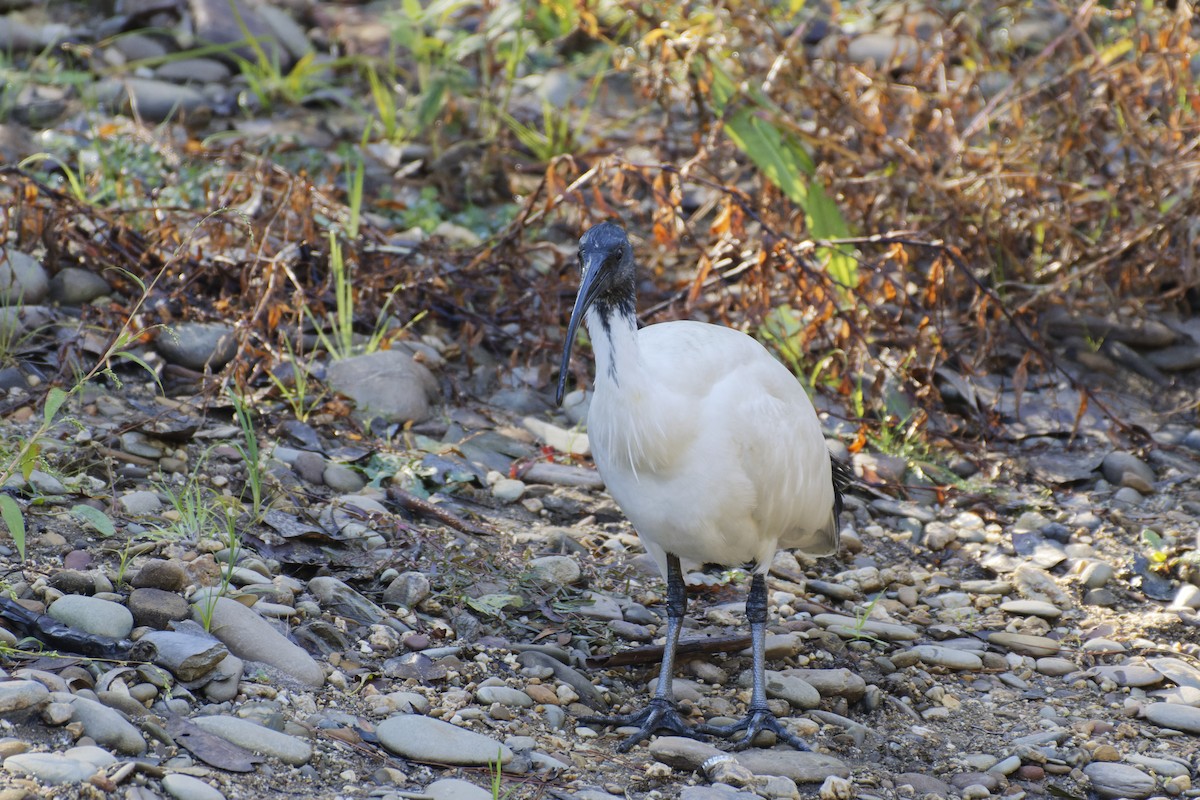 ibis australský - ML619385397