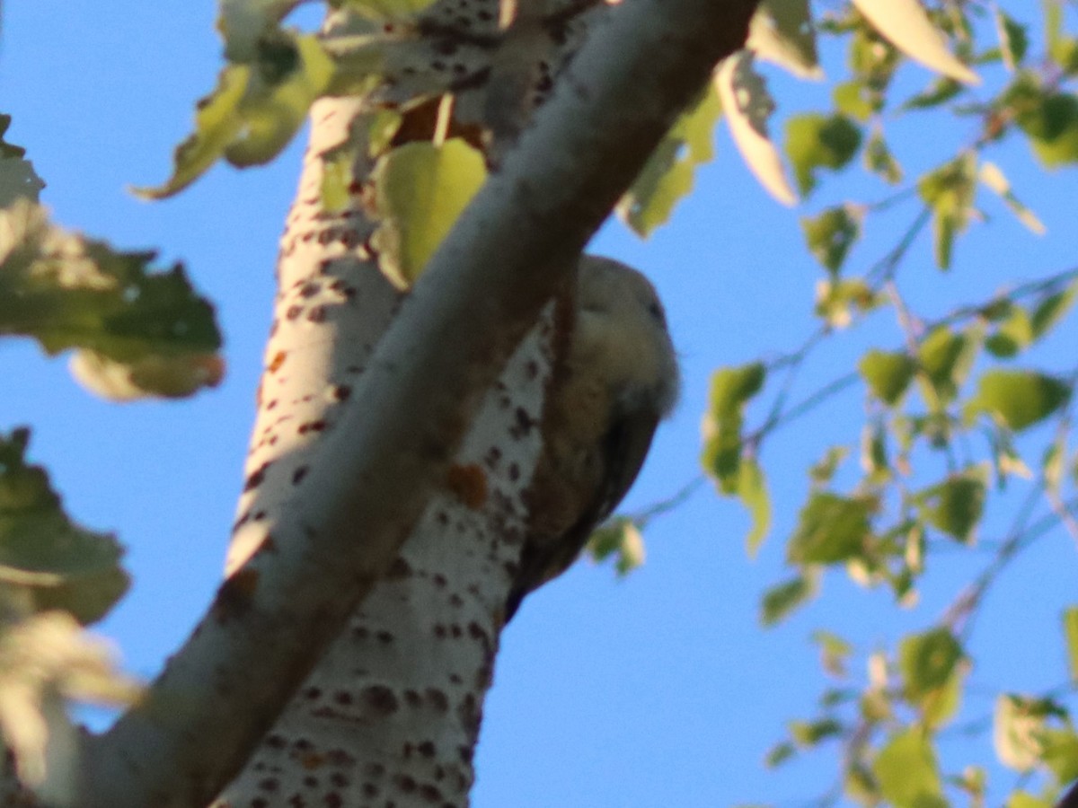 Eurasian Green Woodpecker - ML619385417