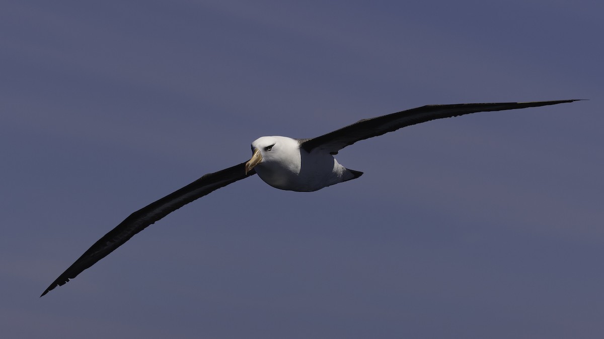 Kara Kaşlı Albatros (impavida) - ML619385443