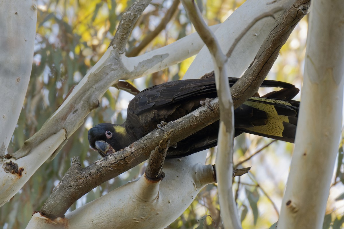 Yellow-tailed Black-Cockatoo - ML619385449