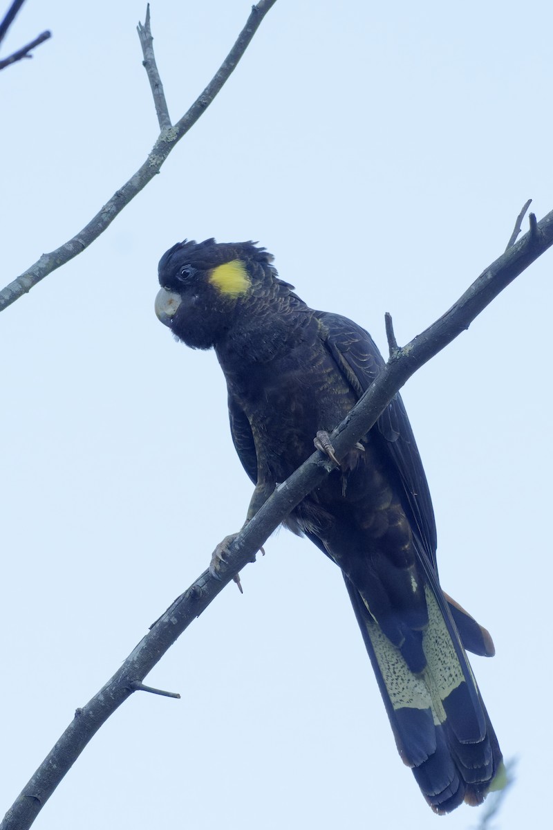 Yellow-tailed Black-Cockatoo - ML619385451