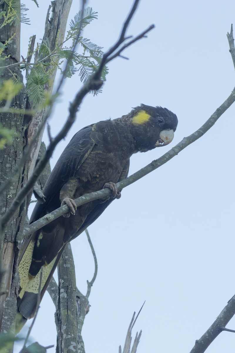 Yellow-tailed Black-Cockatoo - ML619385454