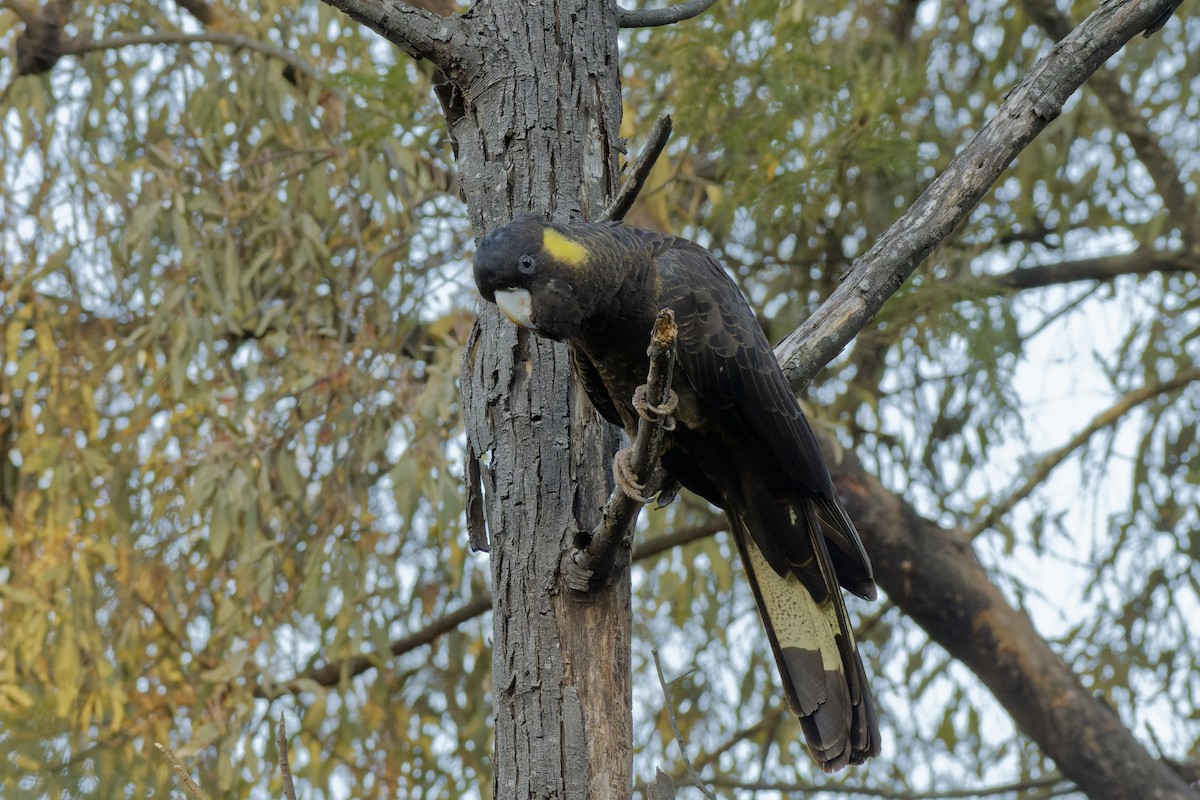 Yellow-tailed Black-Cockatoo - ML619385455
