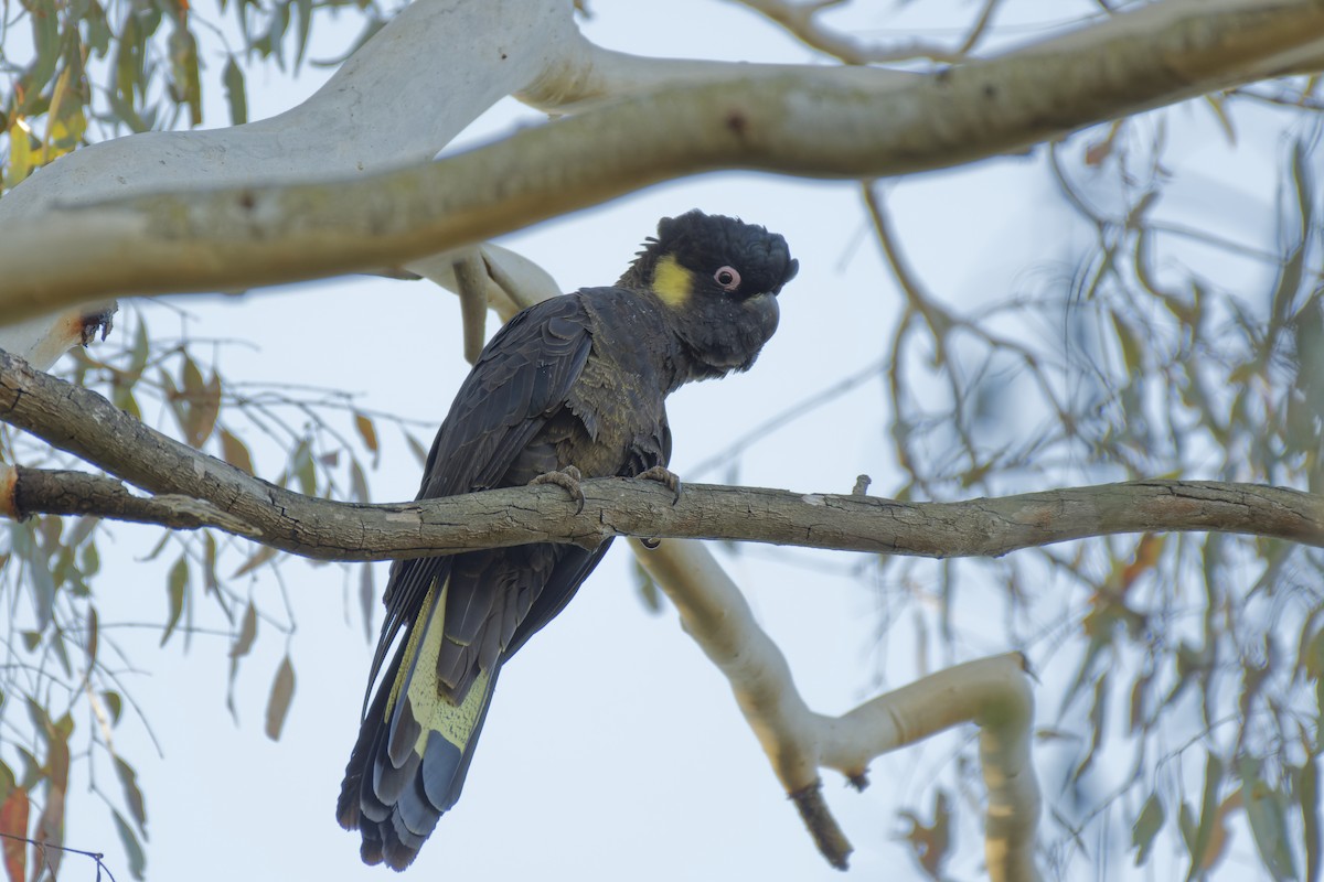 Yellow-tailed Black-Cockatoo - ML619385456