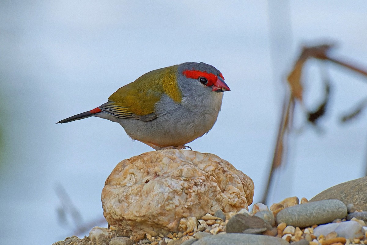 Red-browed Firetail - ML619385462