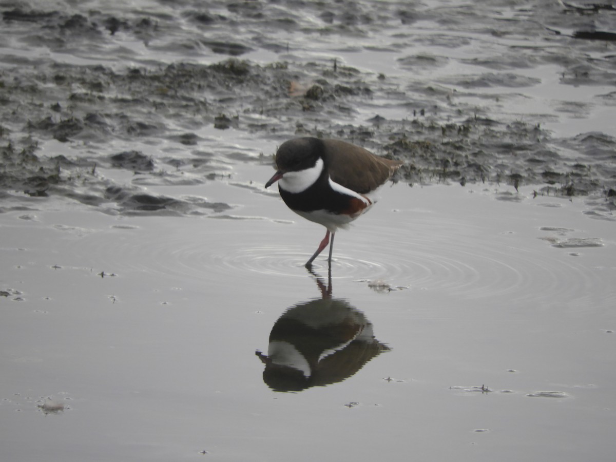 Red-kneed Dotterel - ML619385469