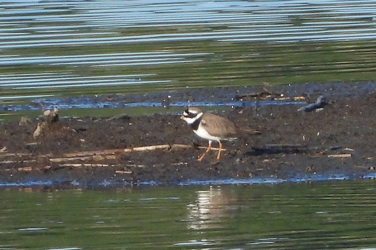 Common Ringed Plover - ML619385490