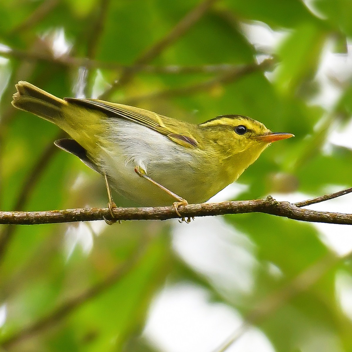 Yellow-vented Warbler - ML619385520