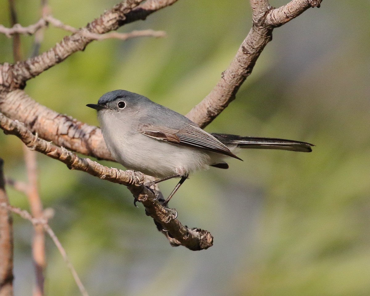 eBird Checklist - 20 May 2024 - Carson River Park/Silver Saddle Ranch ...