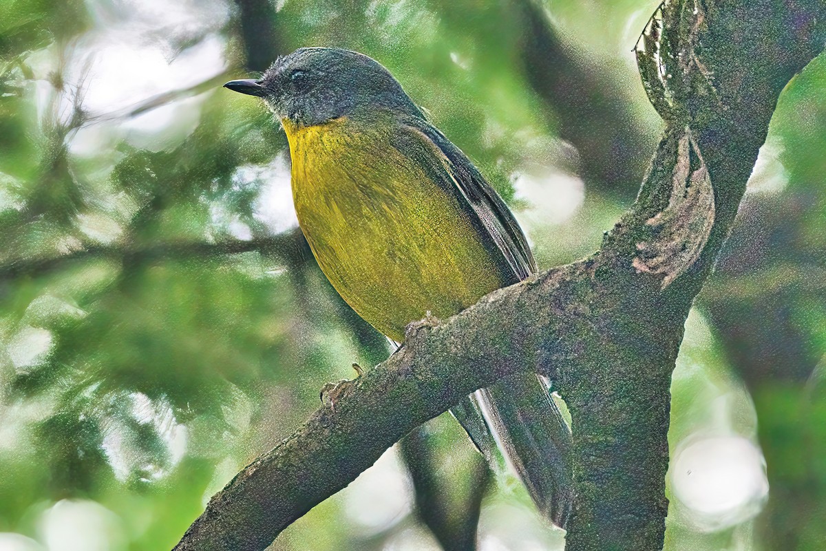 Eastern Yellow Robin - ML619385585