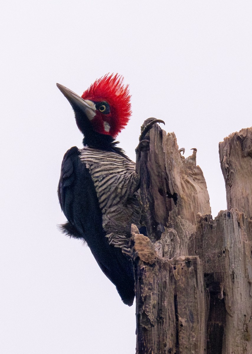 Crimson-crested Woodpecker - ML619385601
